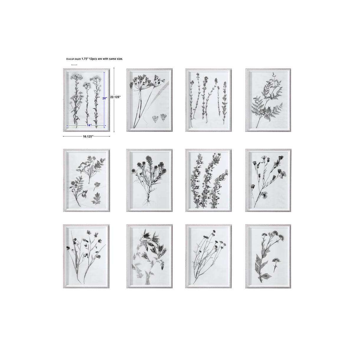 Uttermost Contemporary Botanicals Framed Prints, S/12