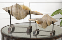 Uttermost Conch Shell Sculpture, Set/2