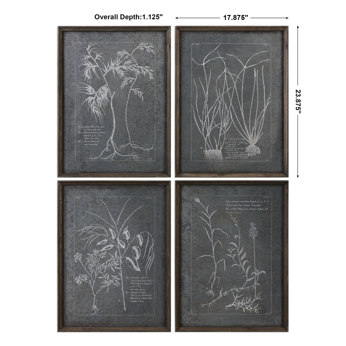 Uttermost Root Study Print Art S/4